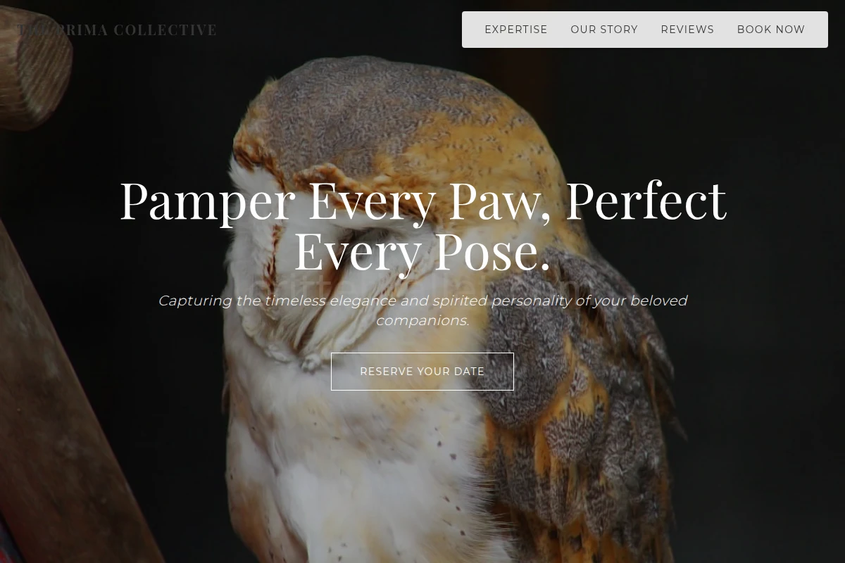 Fancy Pet Photography